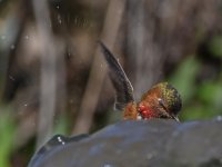 Hummer15.jpg