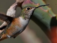 Hummer36.jpg