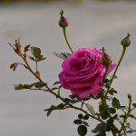 Rose.jpg