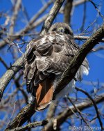 _5DX9516 low res.jpg