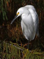 Egret3.jpg