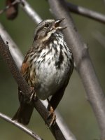Sparrow3.jpg