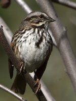 Sparrow.jpg