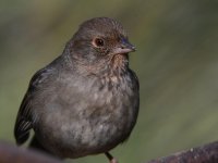 Towhee.jpg