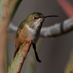 Hummer7.jpg