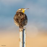 Meadowlark-95.jpg