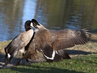 Goose.jpg