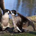 Goose3.jpg