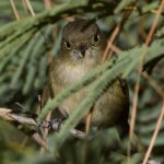 Vireo7.jpg