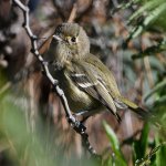 Vireo13.jpg