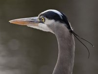 BlueHeron4.jpg