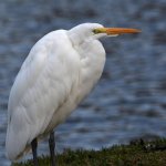 Egret.jpg
