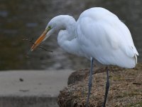 Egret5.jpg