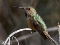 Hummer9.jpg