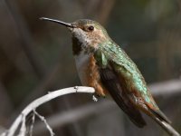 Hummer12.jpg
