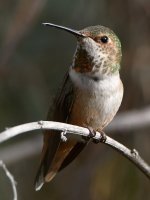 Hummer19.jpg