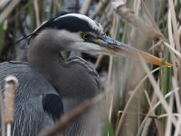 BlueHeron3.jpg