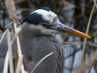 BlueHeron4.jpg