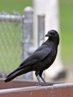 Crow.jpg