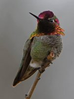 Hummer7.jpg