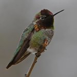 Hummer11.jpg