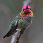 Hummer29.jpg
