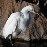 Egret11.jpg