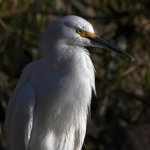 Egret13.jpg