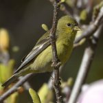 Goldfinch.jpg