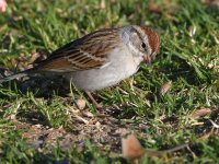 Sparrow3.jpg