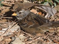 Sparrow5.jpg