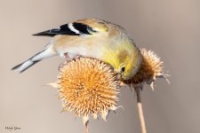 Goldfinch-106.jpg