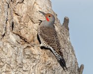 Flicker-105.jpg