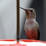 Hummer4.jpg