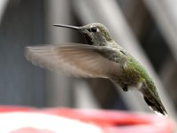 Hummer9.jpg