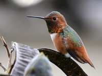 Hummer12.jpg