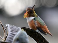 Hummer13.jpg