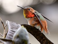 Hummer19.jpg