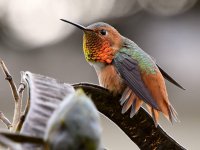 Hummer20.jpg