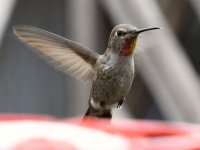 Hummer7.jpg