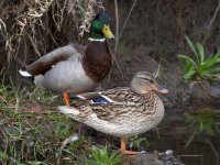 Mallard.jpg