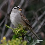 Sparrow4.jpg