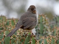 Towhee.jpg