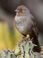 Towhee9.jpg