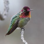 Hummer5.jpg
