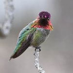 Hummer7.jpg