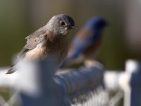 Bluebird2.jpg