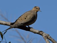 Dove.jpg