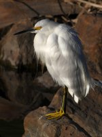Egret2.jpg