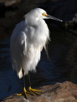 Egret5.jpg
